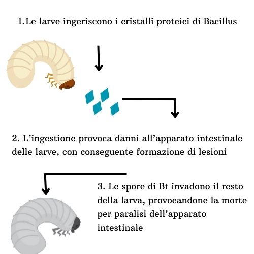 Bcillus-thuringiensis-meccanismo-d'azione